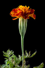 french marigolds, tagetes patula, brightly colored golden yellow flower isolated on black background
