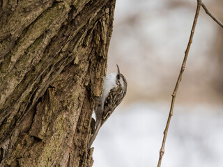 Obraz premium Eurasian treecreeper. Common treecreeper. (Certhia familiaris)