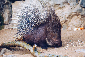 Porcupine in a Zoo in Prague, the Czech Republic. Large Porcupine, Common Porcupine. Close up of a big porcupine.