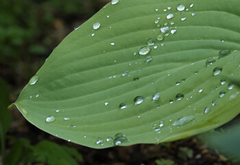 水滴のついたホスタ - フライドバナナの葉 / Hosta 'Fried Bananas' leaf with water...