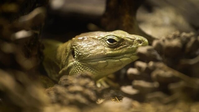 Ocellated lizard (Timon lepidus) resting and licking mouth, close up