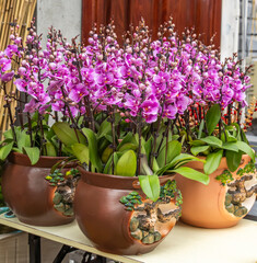 Fototapeta premium Flowers beautiful purple orchid phalaenopsis.