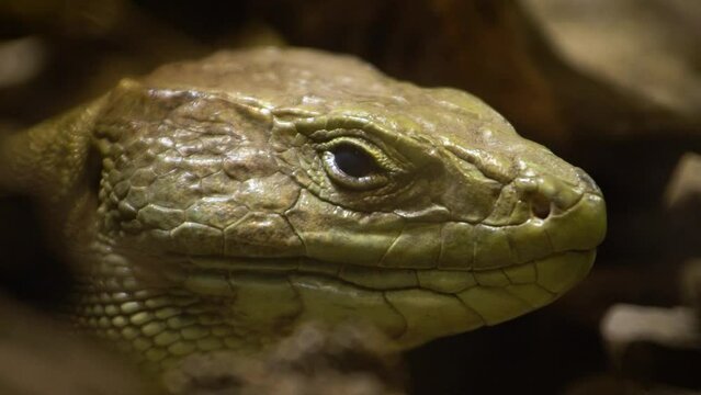 Ocellated lizard (Timon lepidus) resting, close up