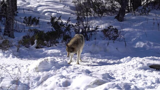 Wild wolf yawning and doing stretching excercises after waking up from nap in forest - Single wolf standing in snow in center of frame slow motion