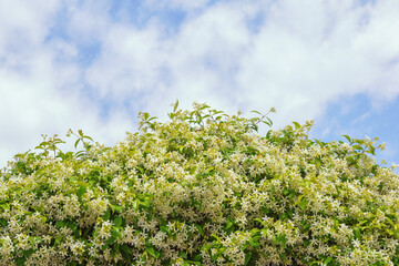 Star Jasmine ( Trachelospermum jasminoides ) in bloom, evergreen liana with green leaves and white flowers against sky