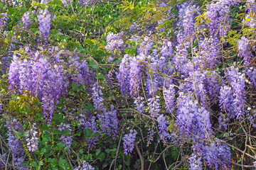 Obraz premium Spring flowers. Beautiful flowers of Wisteria in garden on sunny spring day