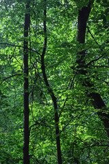 Fototapeta premium Thick green branches of trees in forest