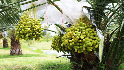 Fototapeta premium Raw green dates hang on the tree. Closeup of fresh green dates in organic farm with copy space. Selective focus
