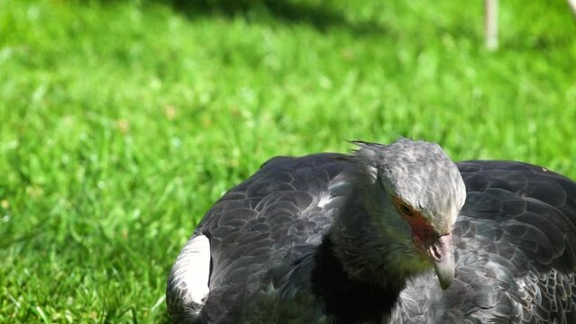 Southern screamer (Chauna torquata) close-up
