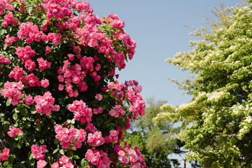 Pink rose flowers at Seoul Grand Park Rose Garden in Gwacheon, Korea
