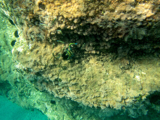 Fondale marino Letojanni