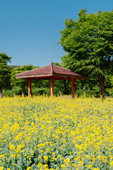 Yellow rape flower field at Seoul Grand Park Rose Garden in Gwacheon, Korea
