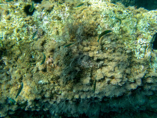 Fondale marino Letojanni 