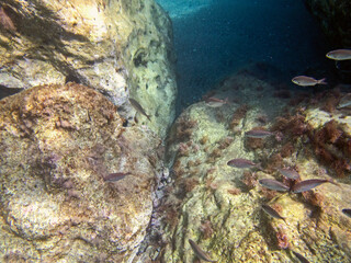 Fondale marino letojanni