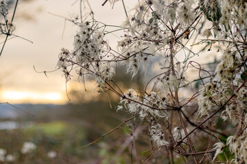 Le soleil se couche dans les branches