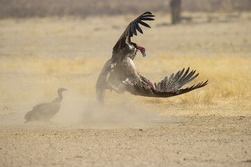 Lappet-faced Vulture (Aegypius tracheliotus) Kgalagadi Transfrontier Park, South Africa