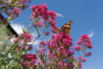 Painted Lady (Vanessa Cardui) Butterfly perched on pink flower in Zurich, Switzerland