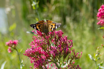 Painted Lady (Vanessa Cardui) Butterfly perched on pink flower in Zurich, Switzerland