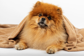 Obraz premium pomeranian puppy on white background