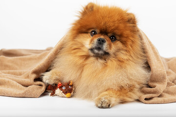pomeranian spitz puppy dog on a white