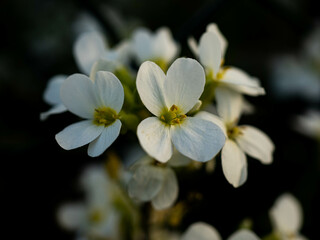 Fototapeta na wymiar White herbaceous flowers. White flowers. White flowers on a dark background. 