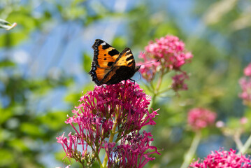 Small tortoiseshell butterfly (Aglais urticae) sitting on a pink flower in Zurich, Switzerland