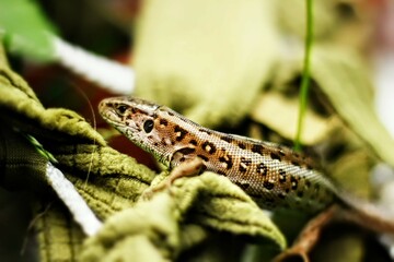 lizard on a branch
