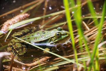 A Pool Frog (Rana lessone) in the Water, Ziegeleipark Heilbronn, Germany, Europe