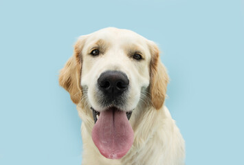 Portrait cute and funny golden retriever with a big tongue. Isolated on blue background, heat...