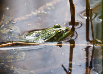 A Pool Frog (Rana lessone) in the Water, Ziegeleipark Heilbronn, Germany, Europe .