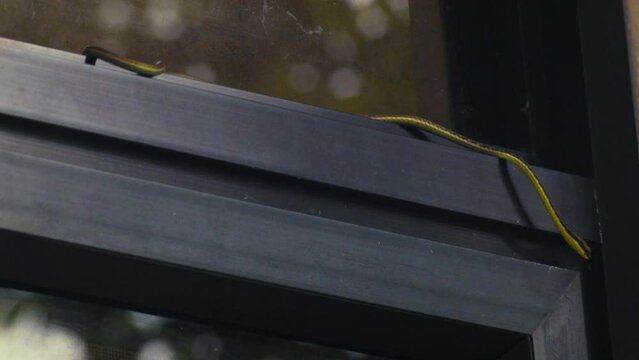 A curious bronze back tree-snake slithers on top of a window on a gloomy day.