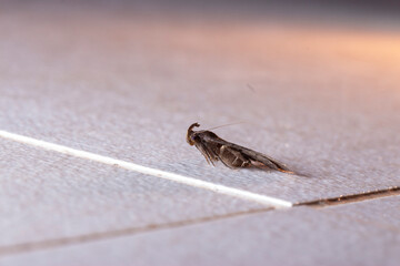Borboleta, Mariposa no chão de azulejo