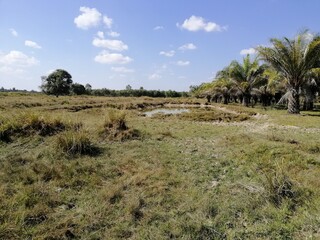 Fototapeta na wymiar Land field with sky and clouds with coconut trees and small pond at the dry season 