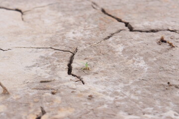 Top view of the dried up cracked soil. Drought, crop failure, global warming, climate change concept. Abstract texture background