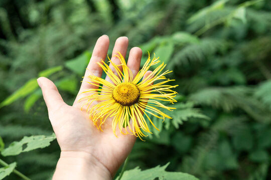 Yellow flower of elecampane officinalis in hand close up on natural green background Inula helenium, horse-heal or elfdock Botanical medicinal herbs , alternative medicine