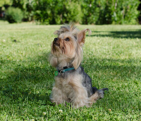 Cute small playful yorkshire terrier