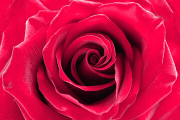 Close up red rose flower. Abstract background. Macro. Selective focus. Soft focus. 