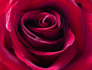 Naklejka premium A red rose with dew drops on the petals. Close-up. Macro. 