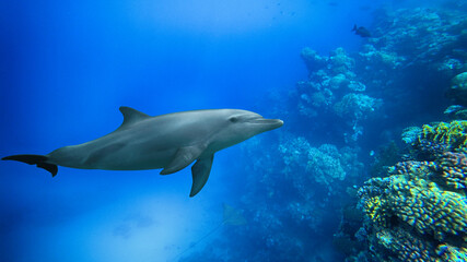 bottlenose dolphin and coral reef