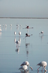 Fototapeta na wymiar Fliegende Flamingos