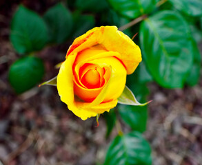 Euroflora rose in the botanical park of nervi genoa italy