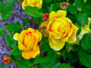 Euroflora rose in the botanical park of nervi genoa italy