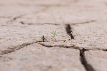 Top view of the dried up cracked soil. Drought, crop failure, global warming, climate change concept. Abstract texture background