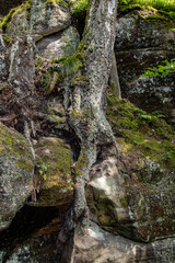 Naklejka na ściany i meble Tree roots interspersed between rocks