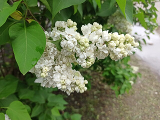 Inflorescence of white lilac close-up. Lilac blossom. lilac branch