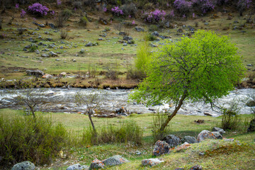 Turbid water of the Chuya river in the Altai Republic, Nature landscape with mountains, river and trees in Russia