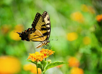 Eastern Tiger Swallowtail butterfly (Papilio glaucus) feeding on Lantana flowers in the garden. Copy space.