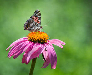 American Lady butterfly (Vanessa virginiensis) feeding on purple coneflower. Natural green background with copy space.