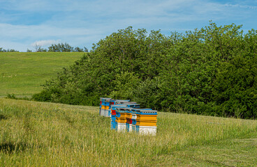 honey bee hive outdoor in meadow