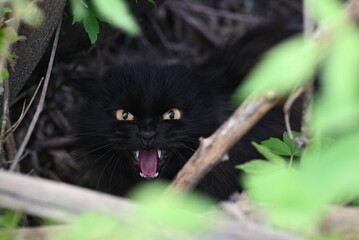 Naklejka na ściany i meble black cat on grass